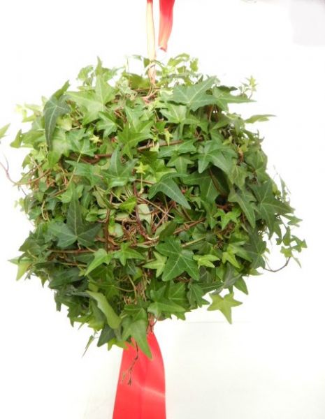 HEDERA BOULE VERT