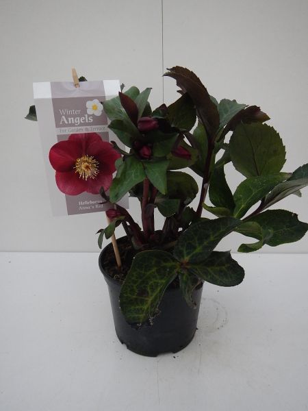 HELLEBORUS ANNA'S RED