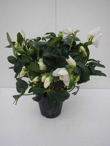 HELLEBORUS G- COLLECTION