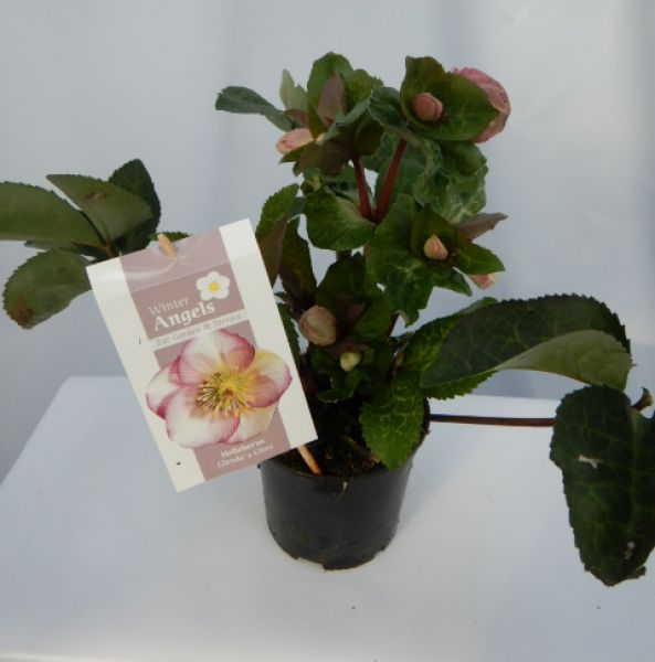 HELLEBORUS GLENDA'S GLOSS