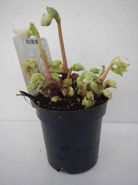 HELLEBORUS V.BEAUTY