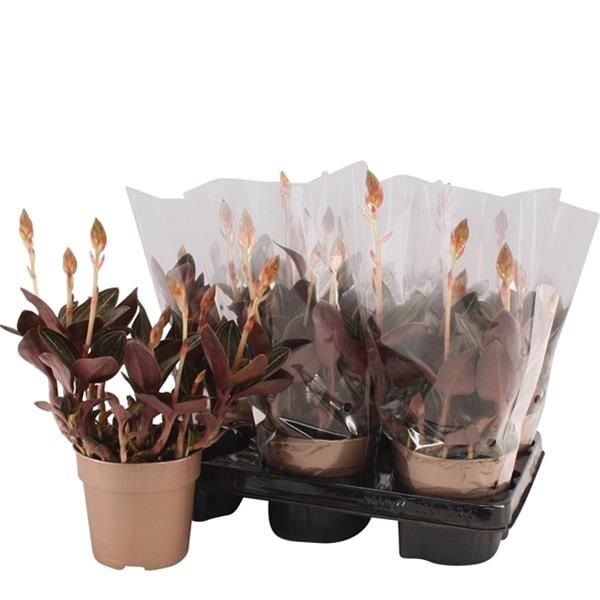LUDISIA DISCOLOR RUBY