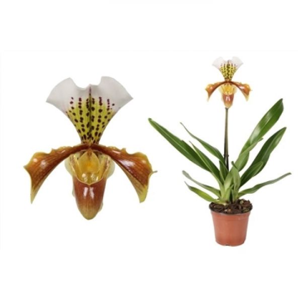 PAPHIOPEDILUM