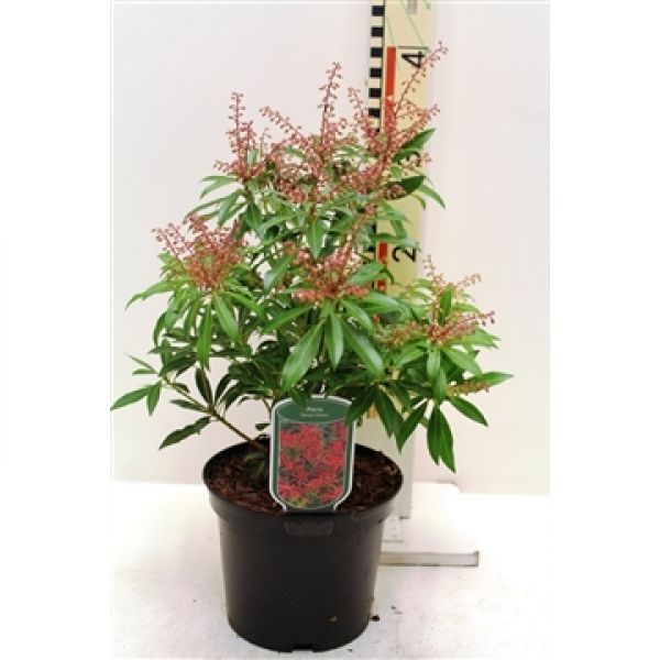 PIERIS MIX