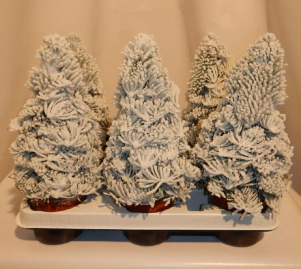 SAPIN GIVRE