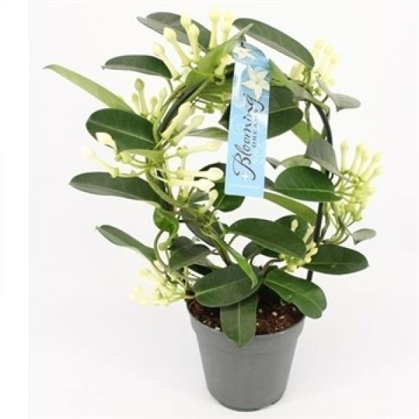 STEPHANOTIS