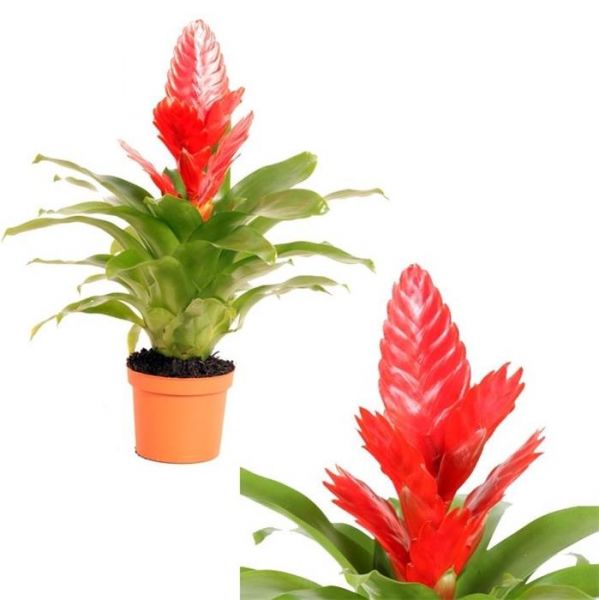 VRIESEA KALISTO