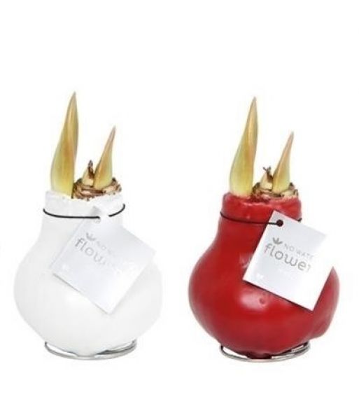 AMARYLLIS WAX