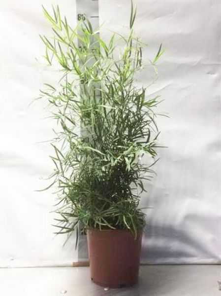 ASPARAGUS FALCATUS