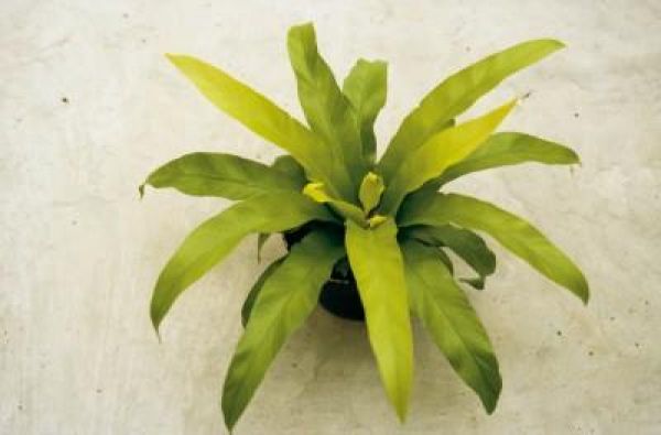 ASPLENIUM ANTIGUM