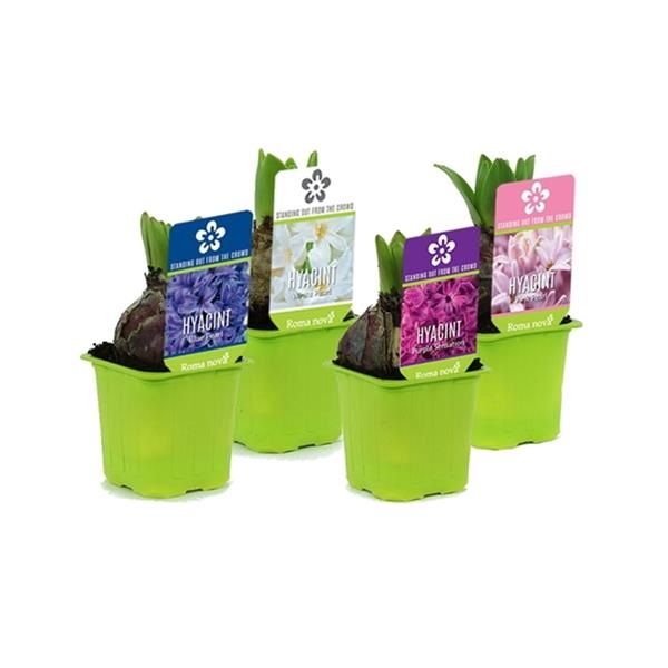 HYACINTHUS