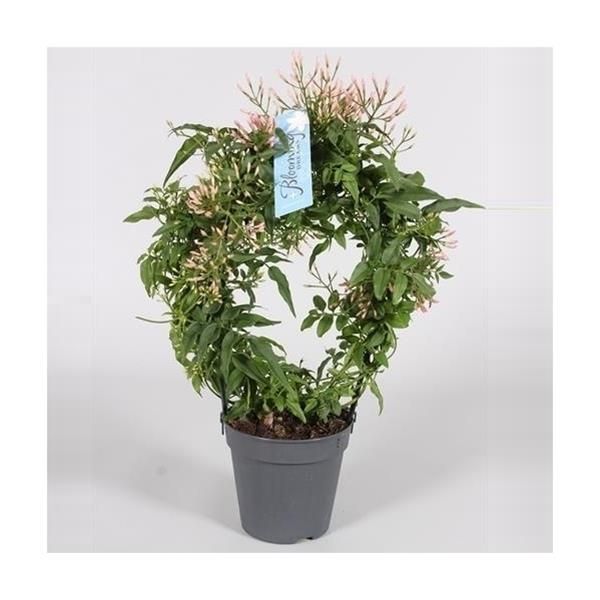 JASMINUM POLYANTHUM