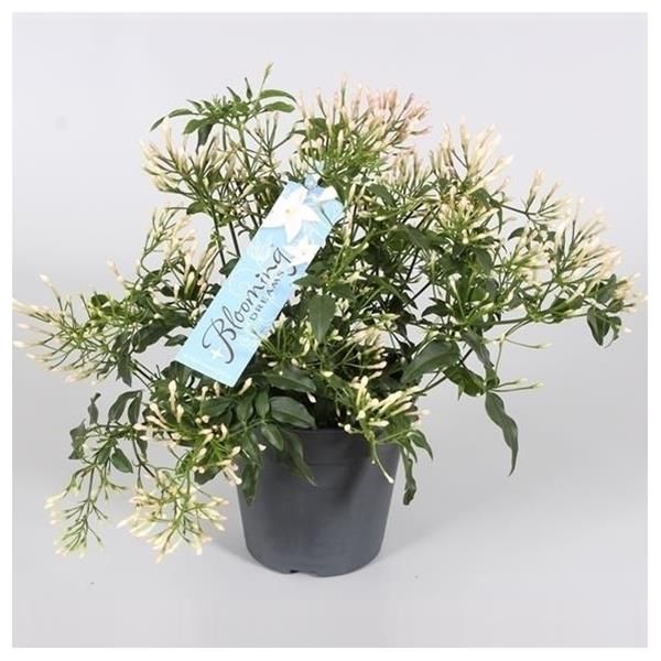 JASMINUM POLYANTHUM