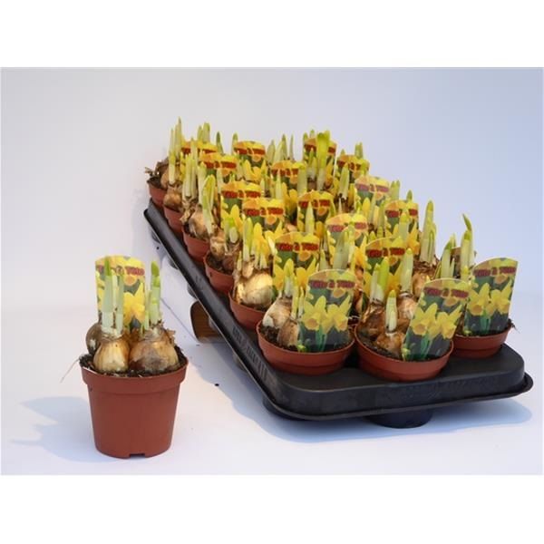 NARCISSUS TETE A TETE