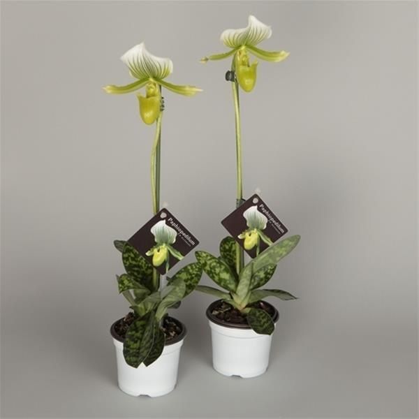 PAPHIOPEDILUM