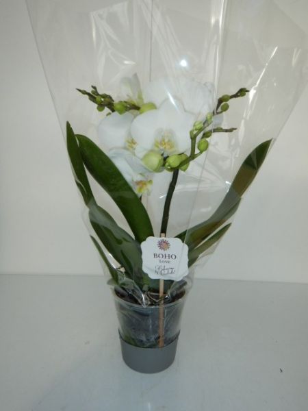 PHALAENOPSIS BOHO