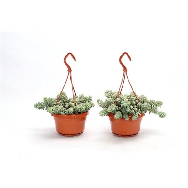 SEDUM BURRITO