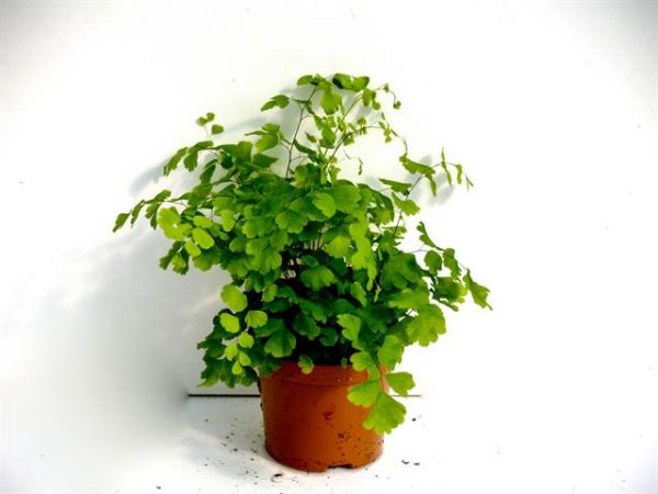 ADIANTUM FRAGRANS