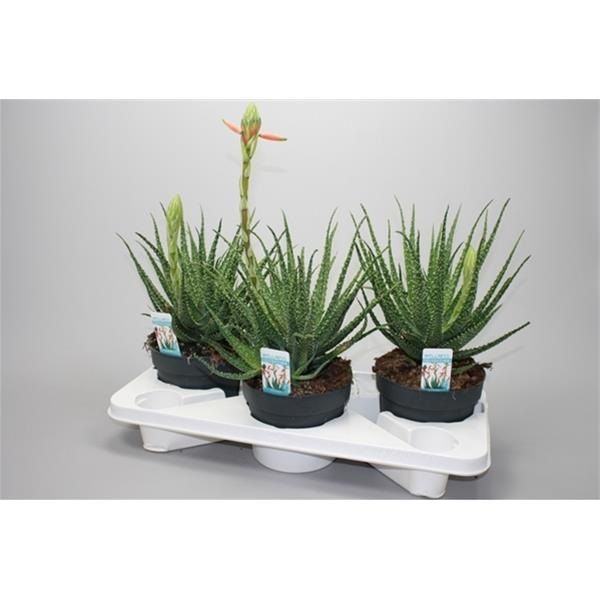 ALOE HUMILIS