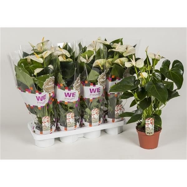 ANTHURIUM SHARADA