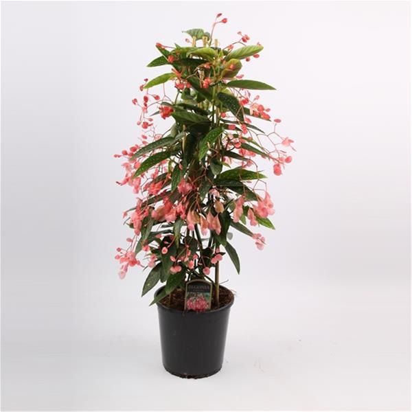 BEGONIA CORALLINA