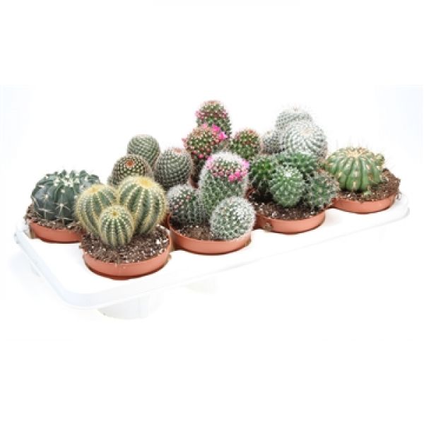 CACTUS MIX