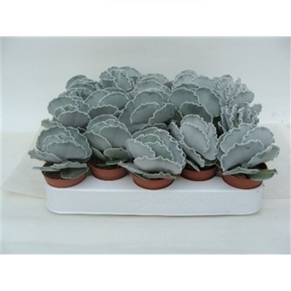 COTYLEDON UNDULATA