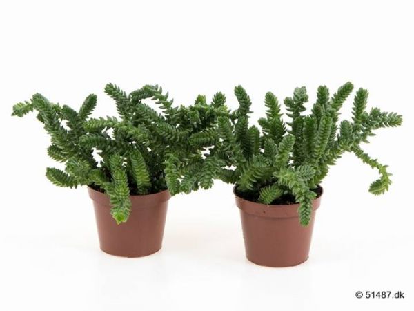 CRASSULA MUSCOSA