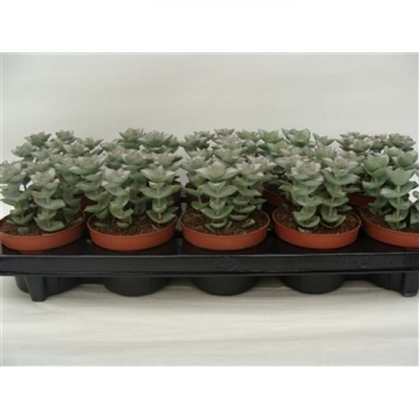 CRASSULA PERFORATA