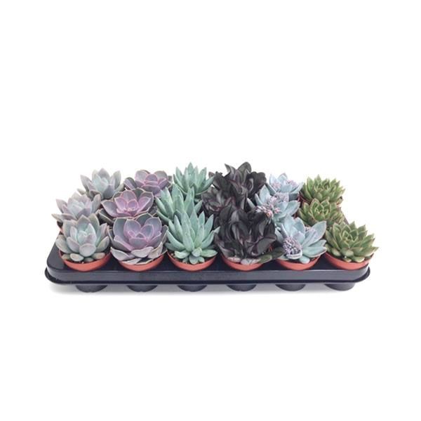 ECHEVERIA MIX