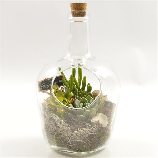 ECHEVERIA VERRE