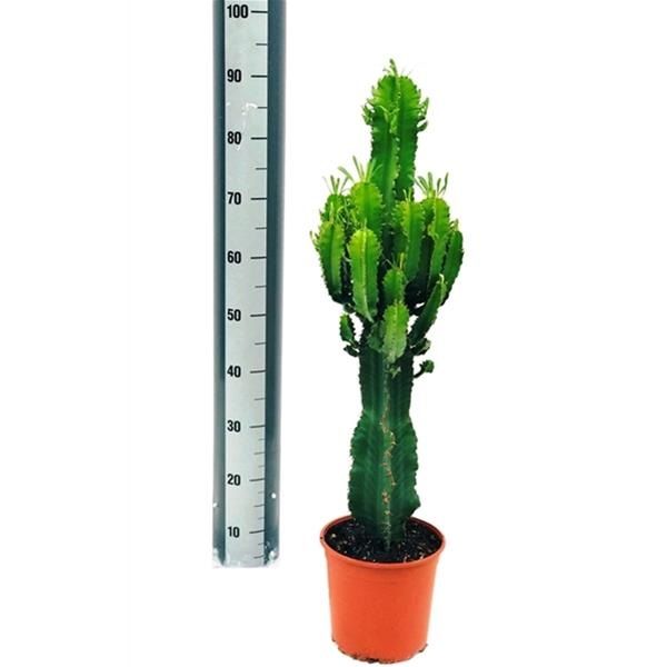 EUPHORBIA ERYTHREA