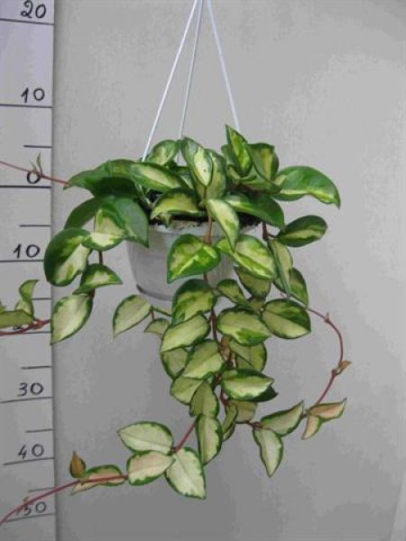 HOYA CARNOSA TRICOLOR