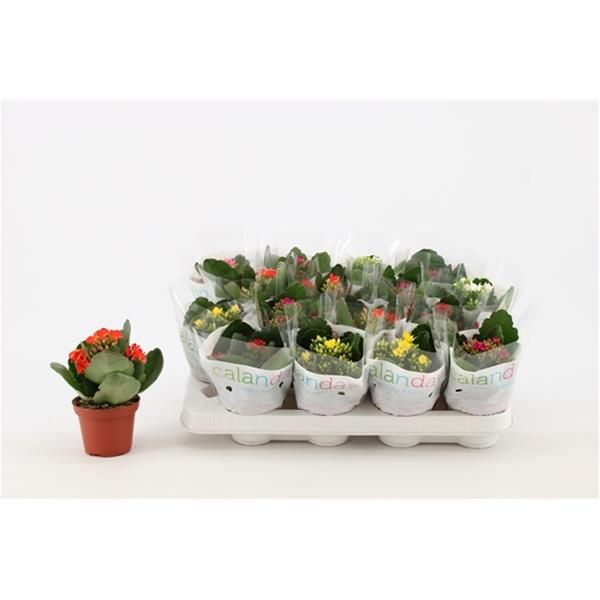 KALANCHOE CALANDIVA