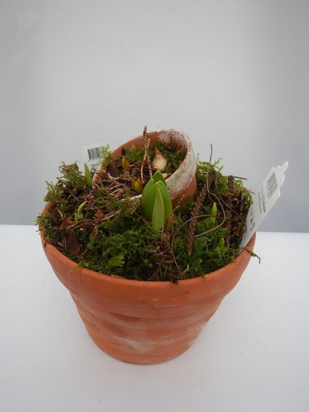 O-BULBES MIX TERRACOTTA
