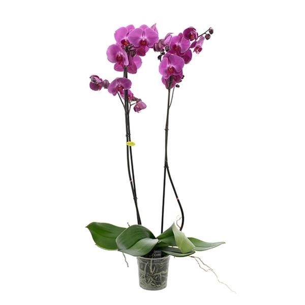 PHALAENOPSIS