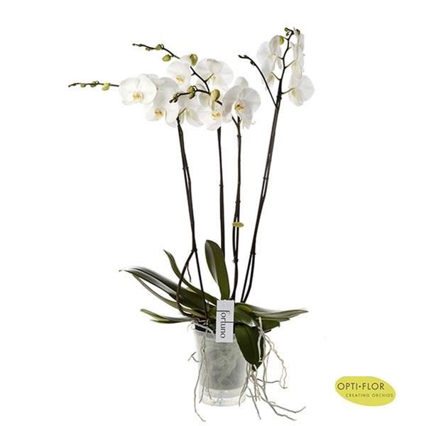 PHALAENOPSIS FORTUNO