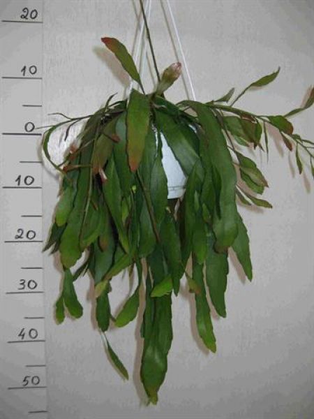 PSEUDORHIPSALIS RAMULOSA
