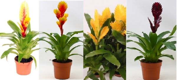 VRIESEA MIX