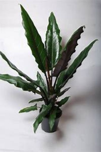 ALOCASIA LAUTERBACHIANA