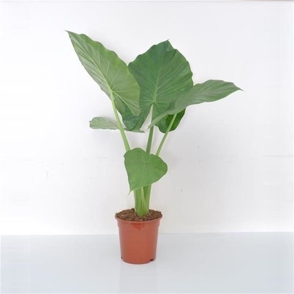 ALOCASIA MACRORRHIZA
