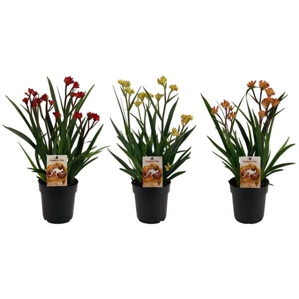 ANIGOZANTHOS