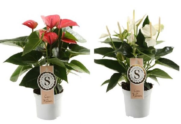 ANTHURIUM