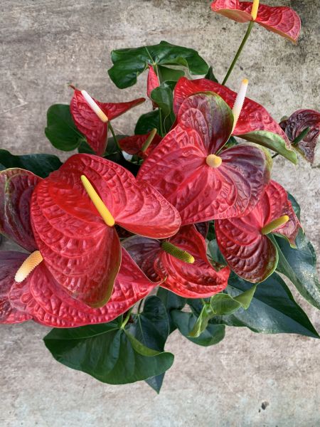 ANTHURIUM ANDREANUM DAKOTA
