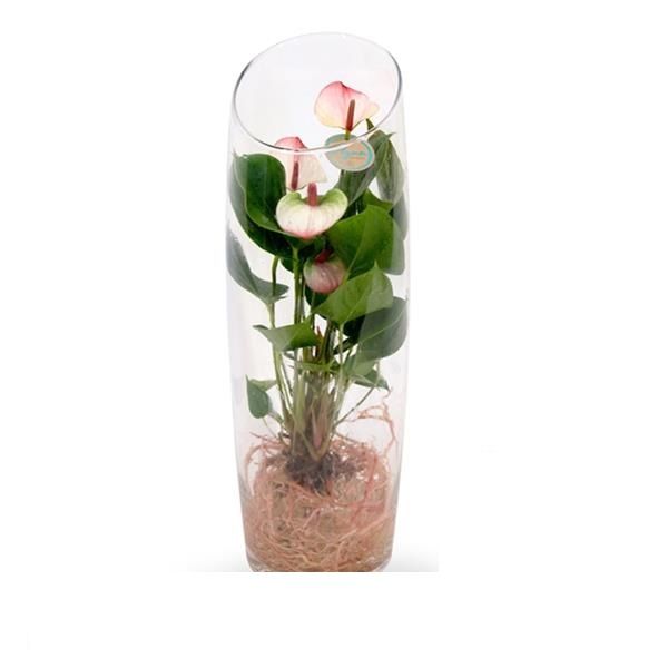 ANTHURIUM HOTLIPS EN VERRE