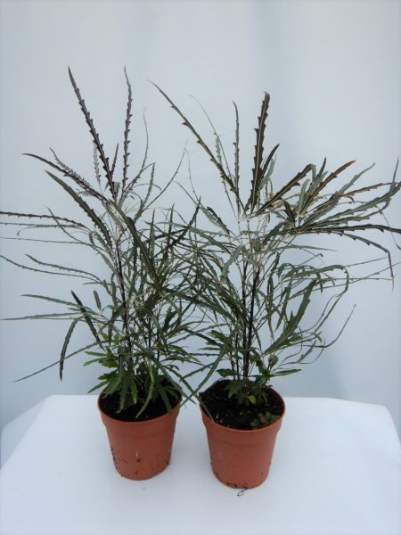 ARALIA ELEGANTISSIMA