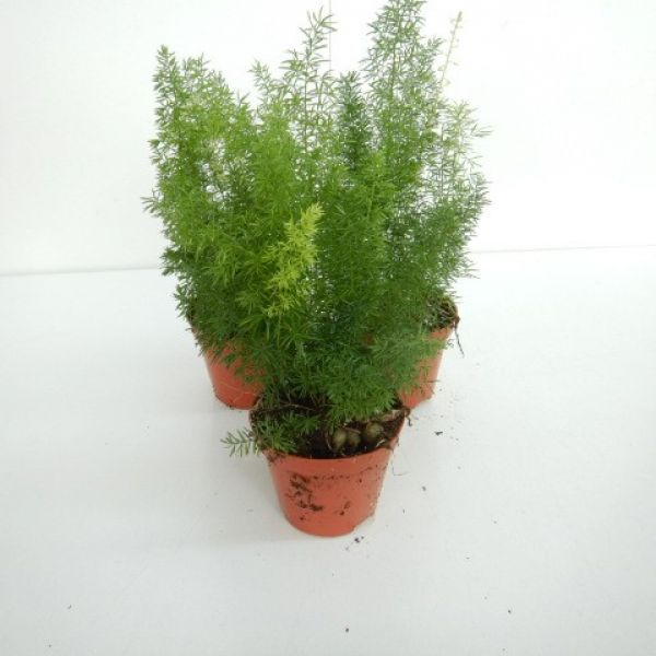 ASPARAGUS MEYERI