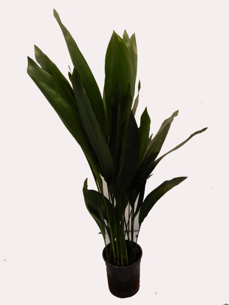 ASPIDISTRA