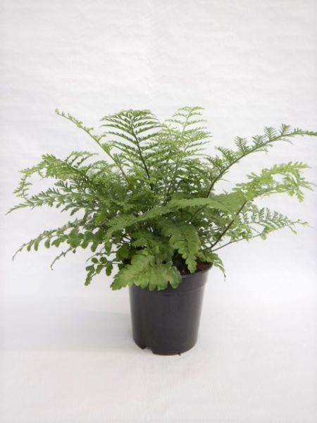 ASPLENIUM PARVATI