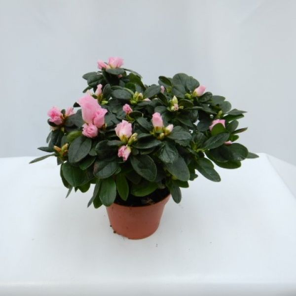 AZALEE POT 12 CM
